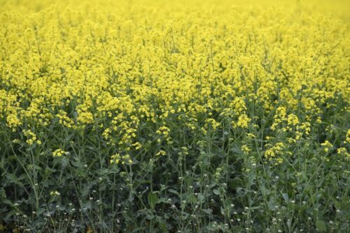 stosowanie neonikotynoidów, neonikotynoidy, zaprawianie nasion rzepaku, ministerstwo środowiska, Modesto 480 FS