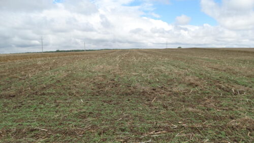 rzepaczysko, uprawa pożniwna, samosiewy rzepaku