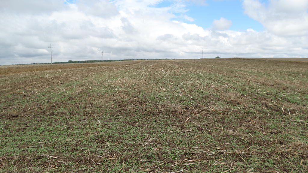 rzepaczysko, uprawa pożniwna, samosiewy rzepaku
