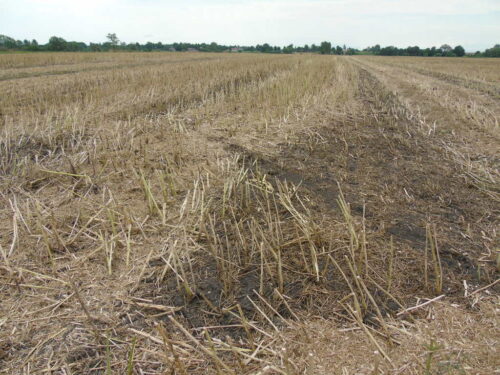 słoma rzepakowa, ściernisko