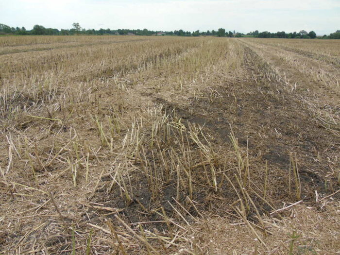 słoma rzepakowa, ściernisko