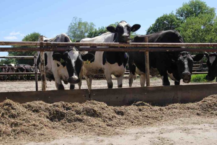 stres cieplny, krowy mleczne, rozród, mleko