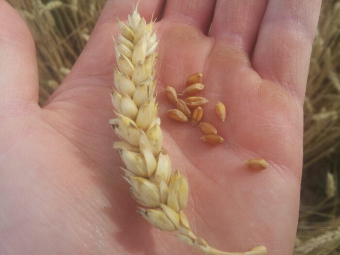 susza, powiat moniecki, pszenica