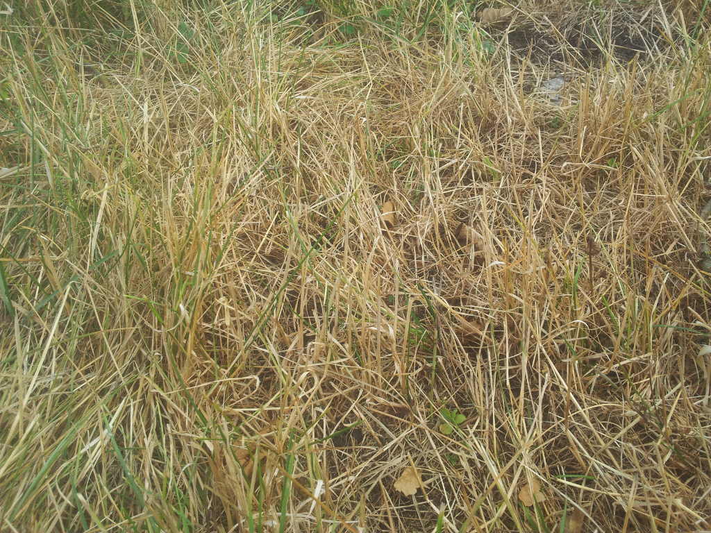 susza, powiat moniecki, łąka