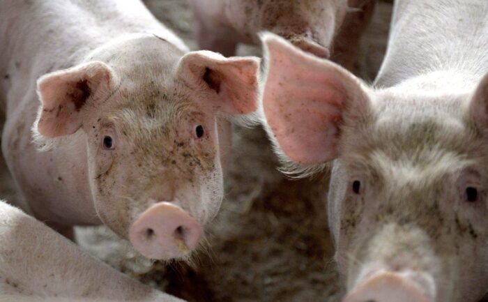 Krajowy Związek Pracodawców-Producentów Trzody Chlewnej, marian kapłon, produkcja trzody chlewnej