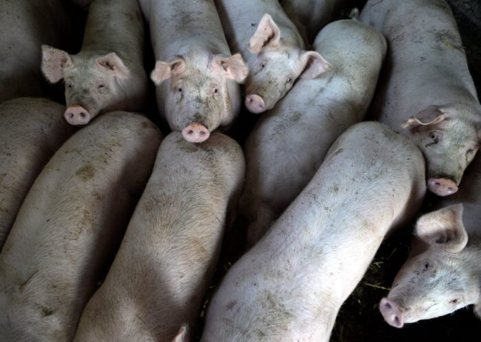 Instytut Ekonomiki Rolnictwa i Gospodarki Żywnościowej, poglowie świń w polsce, trzoda chlewna