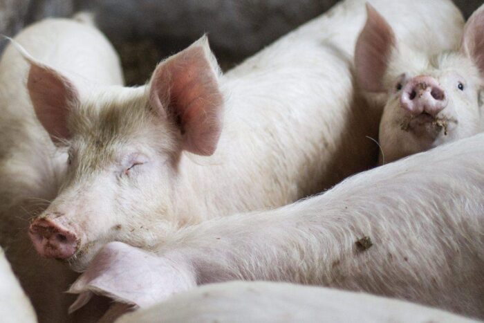 ASF, bioasekuracja, trzoda chlewna, świnie, wieprzowina, zagrożenie ASF