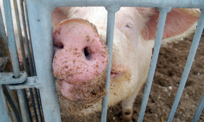 trzoda chlewna, świenie, podaż na rynku, ceny wieprzowiny