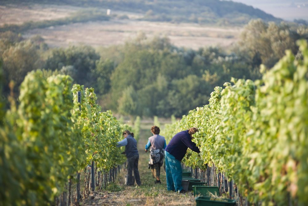 produkcja wina, przemysł winiarski, winobranie, węgry