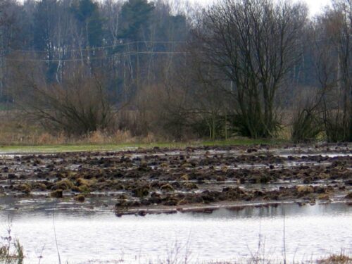 woda na polach i łąkach, utrudnione zbiory zbóż, żniwa, Pomorze Zachodnie