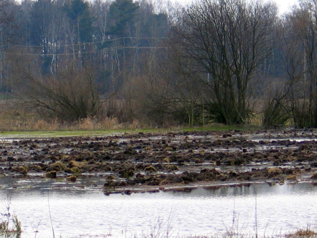 woda na polach i łąkach, utrudnione zbiory zbóż, żniwa, Pomorze Zachodnie