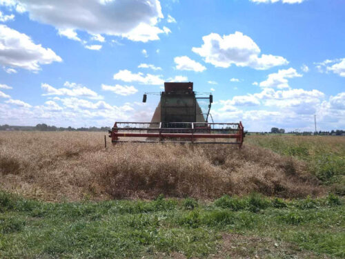 kombajn, zbiór rzepaku, pole, Sahryń