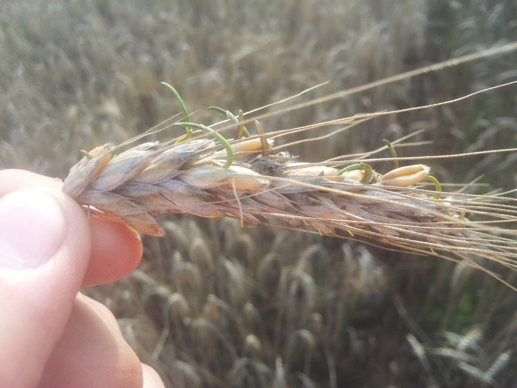 pszenżyto ozime, porastanie, powiat moniecki