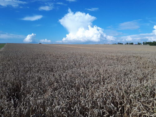 pszenica, Sahryń, kłosy