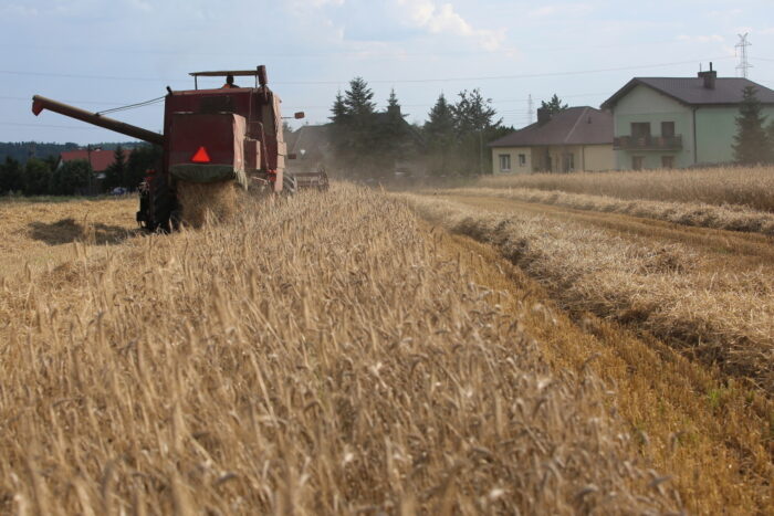 zbiory zbóż, zboża, zboża podstawowe, gus, susza rolnicza