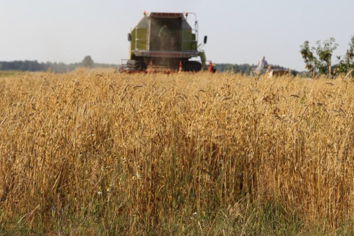żniwa, zboża, rzepak, agrobiznes, susza, straty w gospodarstwach
