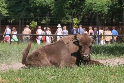 bydło, żubry, genomy, naukowcy, badania