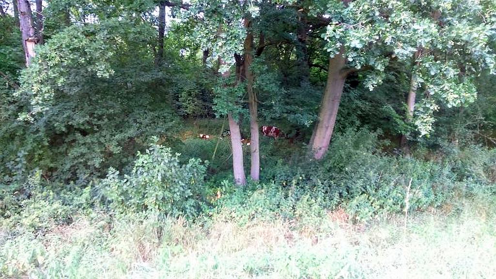 wypadki z udziałem zwierząt, Raciborowice Kolonia, gmina białopole, dobre miasto, olsztyn, wrocław