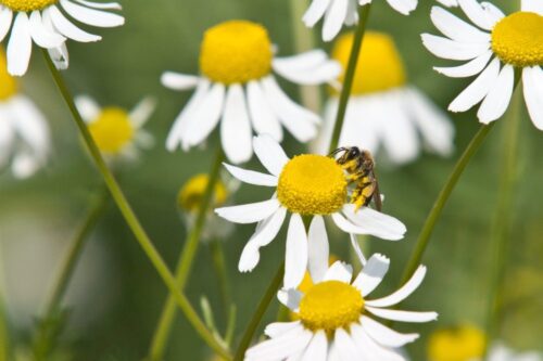 zioła, eksport ziół, rolnictwo, produkcja ziół na eksport