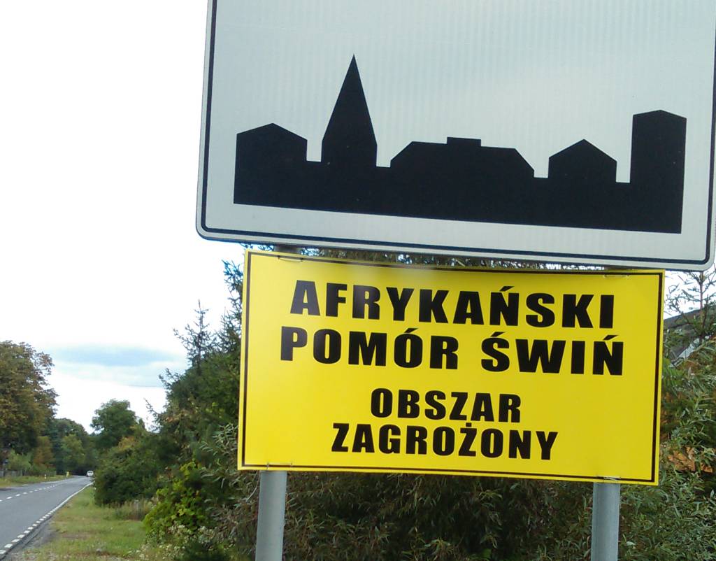 walka z ASF, Marek Sawicki, ASF, afrykański pomór świń