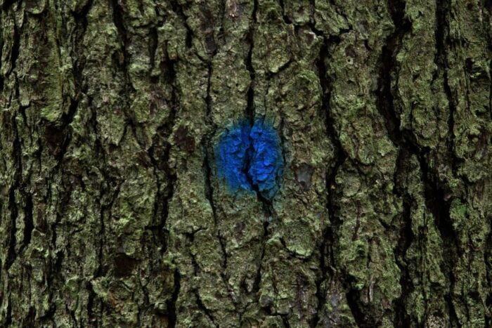 drzewa, kornik, ministerstwo leśnictwa Bawarii, Niemcy, korniki w Niemczech, drzewa