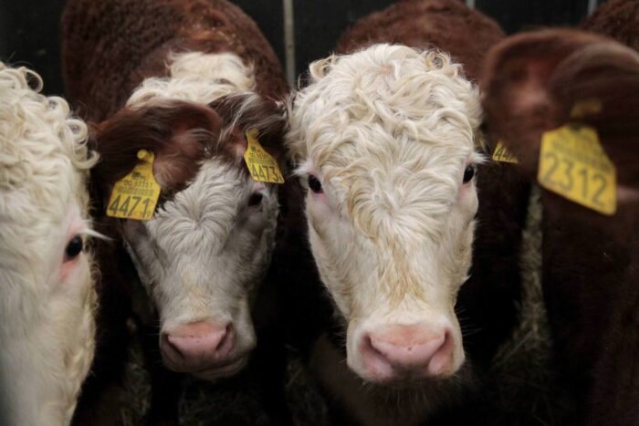 brazylia, ekport mięsa, wołowina, drób