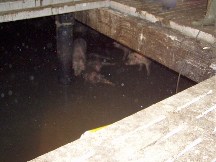 świnie tonęły w gnojowicy, Łążyn, powiat iławski, Osowiec, powiat zambrowski