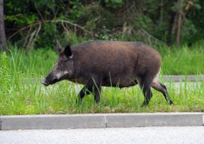 szkody, rolnicy, straty, prawo, przepisy, Prawo łowieckie, PIR, protest