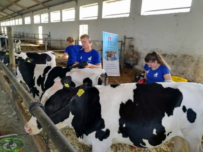 Fundacja Młody Hodowca, fitting, wystawy, bydła