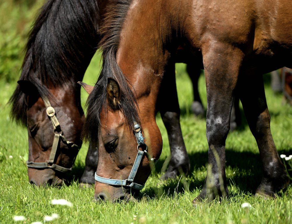 hodowla koni w polsce, Hipoterapia, wschowa, jan krzysztof ardanowski, mateusz morawiecki