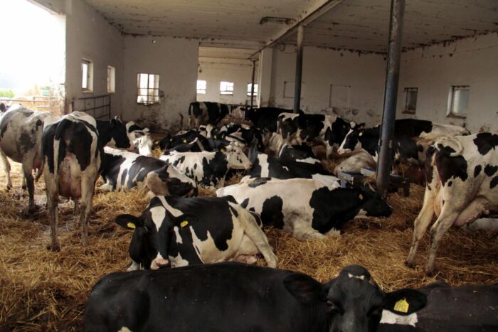 dobrostan zwierząt, bydło, trzoda chlewna, krowy mleczne, ryszard zarudzki, prow 2014-2020