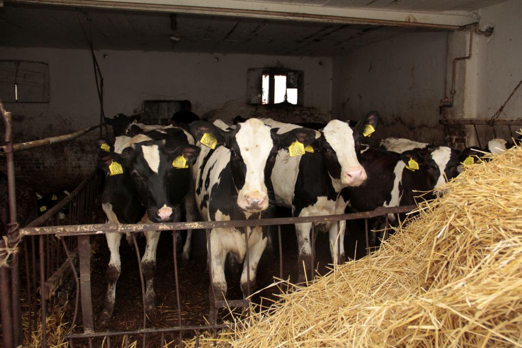 pogłowie bydła, Polska, GUS, wzrost pogłowia bydła