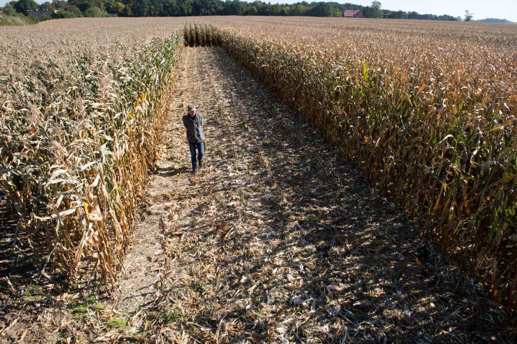 szkody łowieckie, prawo, przepisy, szkody na polu, PZŁ, Prawo łowieckie