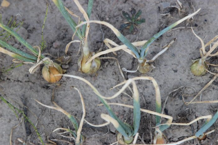 susza 2018, straty w uprawach, IUNG, Krajowy Bilans Wodny