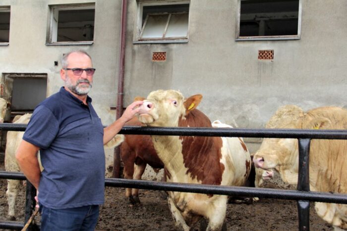 simental, bydło mięsne, opas, buhaje