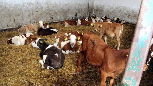 Rzecznik Ochrony Zwierząt, dobrostan zwierząt, Paweł Rawicki, Stowarzyszenie Otwarte Klatki