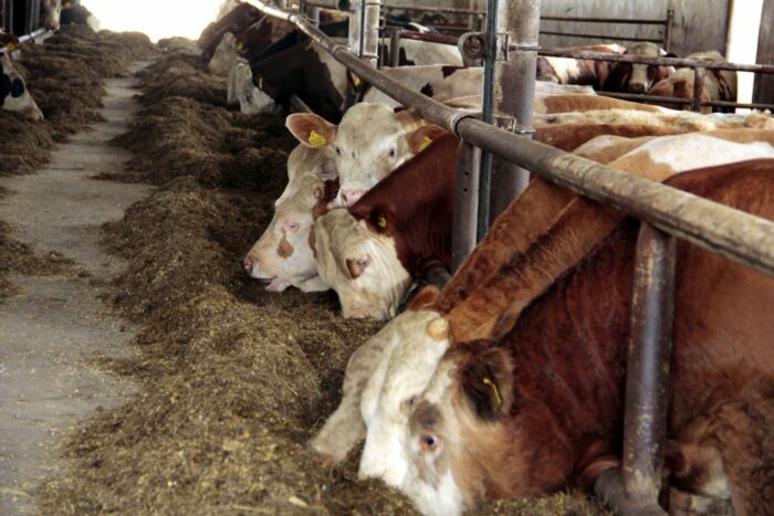 ceny bydła rzeźnego, mięso wołowe, wołowina, spadek cen, zakup bydła rzeźnego