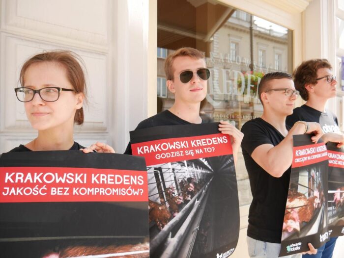 drób, chów klatkowy, kury z chowu klatkowego, protest Stowarzyszenie Otwarte Klatki