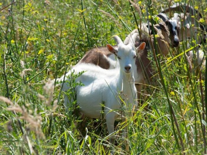 kozy, owce, Warszawa, naturalne kosiarki, hodowla owiec i kóz