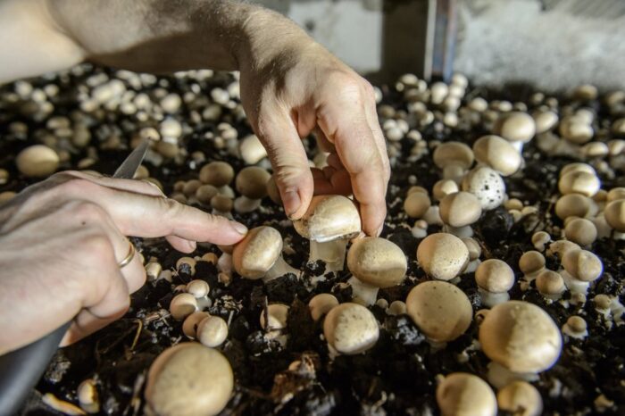 pieczarki, produkcja pieczarek, IERiGŻ, Grzegorz Rykaczewski, eksport pieczarek