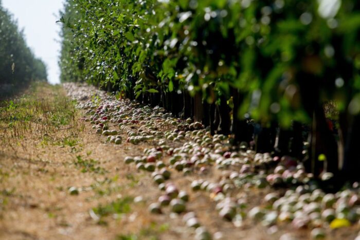 produkcja biopaliw, projekt Europruning, Arkadiusz Dyjakon, Instytut Inżynierii Rolniczej na Uniwersytecie Przyrodniczym