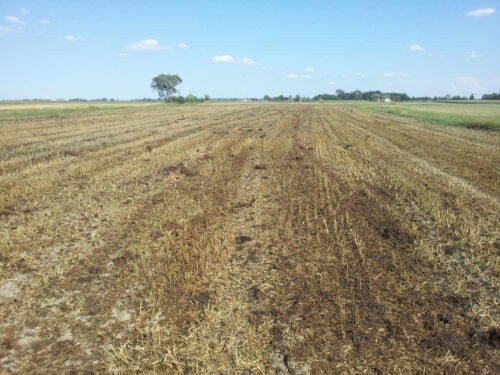 uprawa gleby pod rzepak, siew rzepaku, dobór stanowiska pod rzepak, system pasowy, strip-till, obsada rzepaku