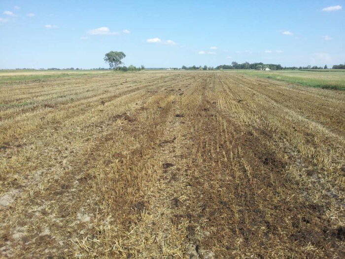 uprawa gleby pod rzepak, siew rzepaku, dobór stanowiska pod rzepak, system pasowy, strip-till, obsada rzepaku