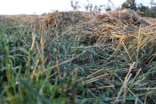 bele, słoma, uprawa, sprzedaż słomy, żyzność gleby, pozbywanie się słomy