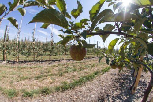 susza rolnicza, pomoc dla poszkodowanych rolników, mateusz morawiecki, jan krzysztof ardanowski,