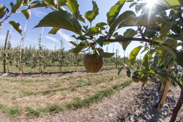 susza rolnicza, pomoc dla poszkodowanych rolników, mateusz morawiecki, jan krzysztof ardanowski,