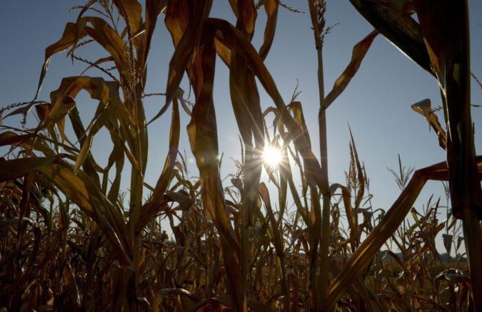 susza, straty w gospodarstwach, szkody z powodu suszy, MRiRW