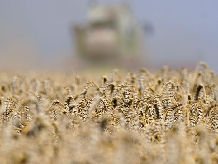 susza rolnicza, zbiory pszenicy, pszenica, jakość ziarna, Mikael Jeppsson, Lantmannen