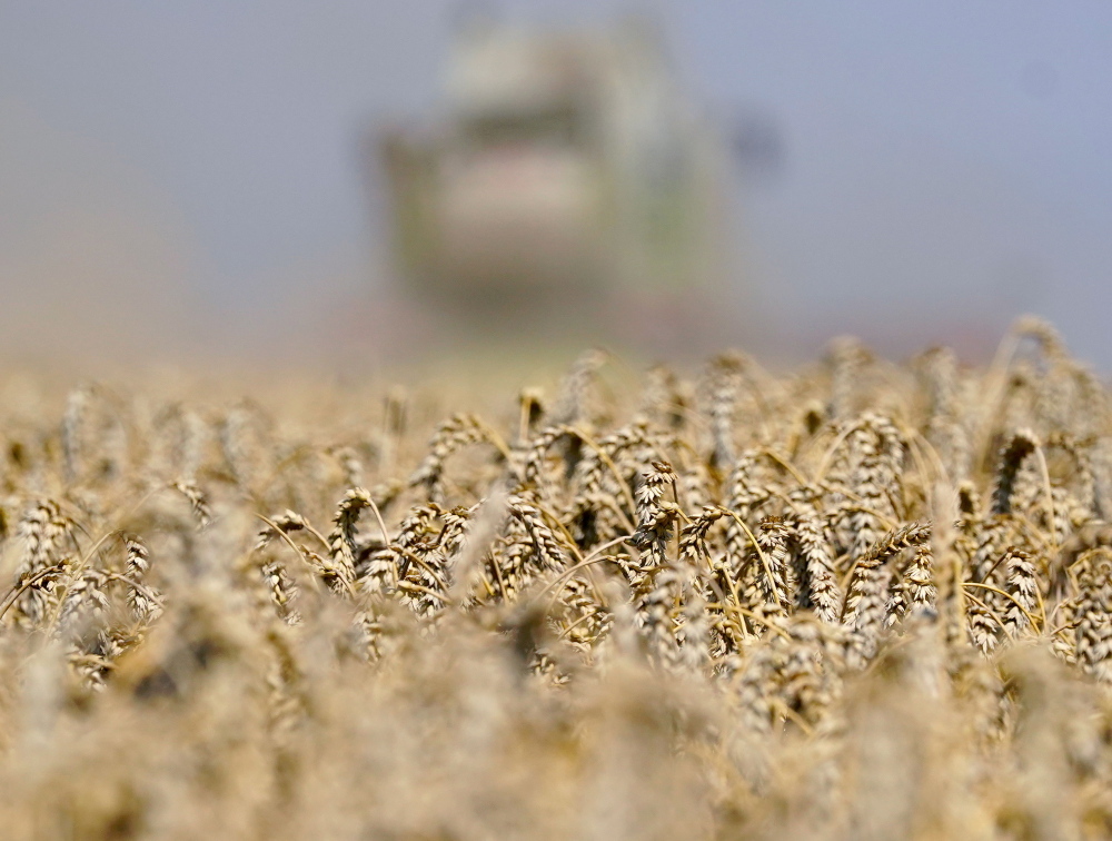 susza rolnicza, zbiory pszenicy, pszenica, jakość ziarna, Mikael Jeppsson, Lantmannen