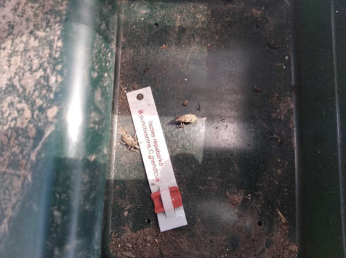 szarek komośnik, pułapka feromonowa, Sahryń